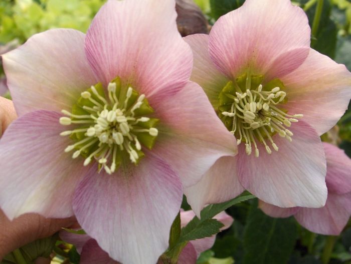 Helleborus orientalis 'Pretty Ellen Pink'